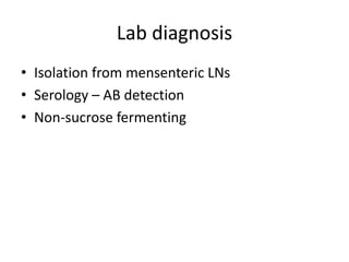Lab diagnosis
• Isolation from mensenteric LNs
• Serology – AB detection
• Non-sucrose fermenting
 