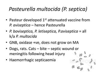 Pasteurella multocida (P. septica)
• Pasteur developed 1st attenuated vaccine from
P. aviseptica – hence Pasteurella
• P. boviseptica, P. letiseptica, P.aviseptica = all
k/a P. multocida
• GNB, oxidase +ve, does not grow on MA
• Dogs, rats. Cats – bite – septic wound or
meningitis following head injury
• Haemorrhagic septicaemia
 