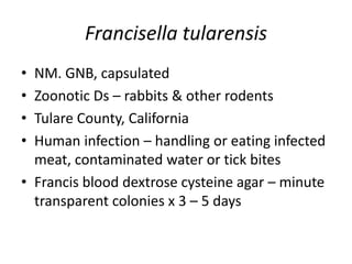 Francisella tularensis
• NM. GNB, capsulated
• Zoonotic Ds – rabbits & other rodents
• Tulare County, California
• Human infection – handling or eating infected
meat, contaminated water or tick bites
• Francis blood dextrose cysteine agar – minute
transparent colonies x 3 – 5 days
 