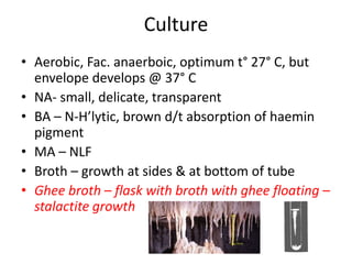 Culture
• Aerobic, Fac. anaerboic, optimum t° 27° C, but
envelope develops @ 37° C
• NA- small, delicate, transparent
• BA – N-H’lytic, brown d/t absorption of haemin
pigment
• MA – NLF
• Broth – growth at sides & at bottom of tube
• Ghee broth – flask with broth with ghee floating –
stalactite growth
 