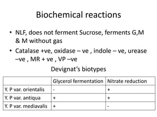 Biochemical reactions
• NLF, does not ferment Sucrose, ferments G,M
& M without gas
• Catalase +ve, oxidase – ve , indole – ve, urease
–ve , MR + ve , VP –ve
Devignat’s biotypes
Glycerol fermentation Nitrate reduction
Y. P var. orientalis - +
Y. P var. antiqua + +
Y. P var. mediavalis + -
 