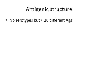 Antigenic structure
• No serotypes but ≈ 20 different Ags
 