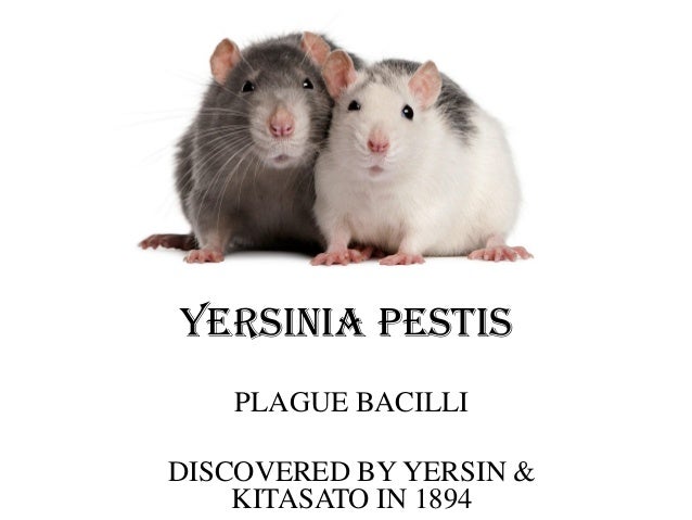 Yersinia pasteurella fransicella