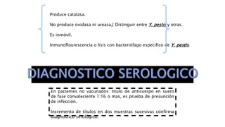 Produce catalasa.
No produce oxidasa ni ureasa,{ Distinguir entre Y. pestis y otras.
Es inmóvil.
Inmunoflourescencia o lisis con bacteriófago especifico de Y. pestis.
En pacientes no vacunados: titulo de anticuerpo en suero
de fase convaleciente 1:16 o mas, es prueba de presunción
de infección.
Incremento de títulos en dos muestras sucesivas confirma
diagnostico serológico.
 