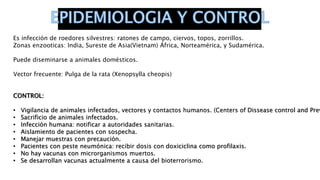 Es infección de roedores silvestres: ratones de campo, ciervos, topos, zorrillos.
Zonas enzooticas: India, Sureste de Asia(Vietnam) África, Norteamérica, y Sudamérica.
Puede diseminarse a animales domésticos.
Vector frecuente: Pulga de la rata (Xenopsylla cheopis)
CONTROL:
• Vigilancia de animales infectados, vectores y contactos humanos. (Centers of Dissease control and Prev
• Sacrificio de animales infectados.
• Infección humana: notificar a autoridades sanitarias.
• Aislamiento de pacientes con sospecha.
• Manejar muestras con precaución.
• Pacientes con peste neumónica: recibir dosis con doxiciclina como profilaxis.
• No hay vacunas con microrganismos muertos.
• Se desarrollan vacunas actualmente a causa del bioterrorismo.
 