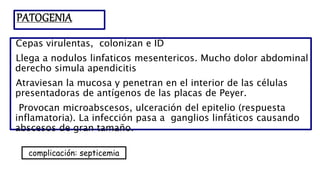 PATOGENIA
Cepas virulentas, colonizan e ID
Llega a nodulos linfaticos mesentericos. Mucho dolor abdominal
derecho simula apendicitis
Atraviesan la mucosa y penetran en el interior de las células
presentadoras de antígenos de las placas de Peyer.
Provocan microabscesos, ulceración del epitelio (respuesta
inflamatoria). La infección pasa a ganglios linfáticos causando
abscesos de gran tamaño.
complicación: septicemia
 
