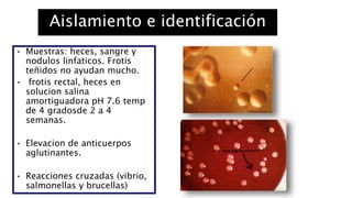 Aislamiento e identificación
• Muestras: heces, sangre y
nodulos linfaticos. Frotis
teñidos no ayudan mucho.
• frotis rectal, heces en
solucion salina
amortiguadora pH 7.6 temp
de 4 gradosde 2 a 4
semanas.
• Elevacion de anticuerpos
aglutinantes.
• Reacciones cruzadas (vibrio,
salmonellas y brucellas)
 