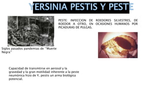 PESTE: INFECCION DE ROEDORES SILVESTRES, DE
ROEDOR A OTRO, EN OCASIONES HUMANOS POR
PICADURAS DE PULGAS.
Siglos pasados pandemias de ‘’Muerte
Negra’’
Capacidad de transmtirse en aerosol y la
gravedad y la gran motilidad inherente a la peste
neumónica hizo de Y. pestis un arma biológica
potencial.
 