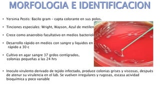 • Yersinia Pestis: Bacilo gram – capta colorante en sus polos.
• Tinciones especiales: Wright, Wayson, Azul de metileno, Giemsia.
• Crece como anaerobio facultativo en medios bacteriológicos.
• Desarrollo rápido en medios con sangre y liquidos en tejidos,
rápido a 30 c
• Cultivo en agar sangre 37 grdos centígrados,
colonias pequeñas a las 24 hrs
• Inoculo virulento derivado de tejido infectado, produce colonias grises y viscosas, después
de atenur su virulencia en el lab. Se vuelven irregulares y rugosas, escasa acividad
bioquímica y poco variable
 