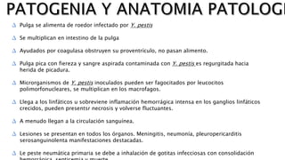 ∆ Pulga se alimenta de roedor infectado por Y. pestis
∆ Se multiplican en intestino de la pulga
∆ Ayudados por coagulasa obstruyen su proventrículo, no pasan alimento.
∆ Pulga pica con fiereza y sangre aspirada contaminada con Y. pestis es regurgitada hacia
herida de picadura.
∆ Microrganismos de Y. pestis inoculados pueden ser fagocitados por leucocitos
polimorfonucleares, se multiplican en los macrofagos.
∆ Llega a los linfáticos u sobreviene inflamación hemorrágica intensa en los ganglios linfáticos
crecidos, pueden presentsr necrosis y volverse fluctuantes.
∆ A menudo llegan a la circulación sanguínea.
∆ Lesiones se presentan en todos los órganos. Meningitis, neumonía, pleuropericarditis
serosanguinolenta manifestaciones destacadas.
∆ Le peste neumática primaria se debe a inhalación de gotitas infecciosas con consolidación
 
