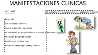 2-7 DIAS.
Fiebre alta
Linfadenopatia dolorosa.
Vomito y diarrea { etapa inicial
Hipotensión { por coagulación intravasculas diseminada
Alteración del estado mental
Insuficiencia cardiaca renal
Neumonía y Meningitis { etapa terminal
Se multiplica en vasos sanguíneos, se detecta en frotis san
 