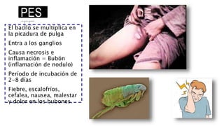 PES
TEEl bacilo se multiplica en
la picadura de pulga
Entra a los ganglios
Causa necrosis e
inflamación = Bubón
(inflamación de nodulo)
Período de incubación de
2-8 días
Fiebre, escalofríos,
cefalea, nausea, malestar
y dolor en los bubones.
 