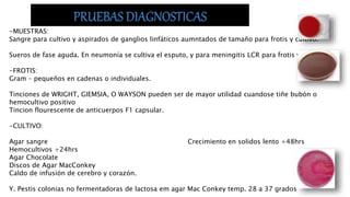 -MUESTRAS:
Sangre para cultivo y aspirados de ganglios linfáticos aumntados de tamaño para frotis y cultivo.
Sueros de fase aguda. En neumonía se cultiva el esputo, y para meningitis LCR para frotis y cultivo.
-FROTIS:
Gram – pequeños en cadenas o individuales.
Tinciones de WRIGHT, GIEMSIA, O WAYSON pueden ser de mayor utilidad cuandose tiñe bubón o
hemocultivo positivo
Tincion flourescente de anticuerpos F1 capsular.
-CULTIVO:
Agar sangre Crecimiento en solidos lento +48hrs
Hemocultivos +24hrs
Agar Chocolate
Discos de Agar MacConkey
Caldo de infusión de cerebro y corazón.
Y. Pestis colonias no fermentadoras de lactosa em agar Mac Conkey temp. 28 a 37 grados
 