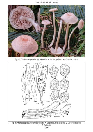 YESCA 24: 35-48 (2012)
- 39 -
fig. 3: Entoloma queletii, recolección: A.P.P.1290 Foto: A. PÉREZ PUENTE
fig. 4: Microscopía Entoloma queletii, A Esporas, B Basidios, C Queilocistidios,
D Cutícula
 