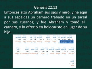 Genesis 22:13
Entonces alzó Abraham sus ojos y miró, y he aquí
a sus espaldas un carnero trabado en un zarzal
por sus cuernos; y fue Abraham y tomó el
carnero, y lo ofreció en holocausto en lugar de su
hijo.
AlzoAvraham
 