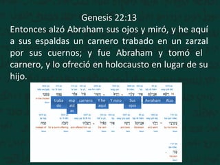 Genesis 22:13
Entonces alzó Abraham sus ojos y miró, y he aquí
a sus espaldas un carnero trabado en un zarzal
por sus cuernos; y fue Abraham y tomó el
carnero, y lo ofreció en holocausto en lugar de su
hijo.
AlzoAvrahamSus
ojos
Y miroY he
aquí
esp
ald
as
traba
do
carnero
 