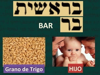 BAR
Grano de Trigo HIJO
 