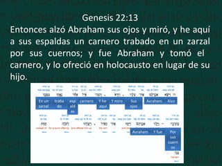 Genesis 22:13
Entonces alzó Abraham sus ojos y miró, y he aquí
a sus espaldas un carnero trabado en un zarzal
por sus cuernos; y fue Abraham y tomó el
carnero, y lo ofreció en holocausto en lugar de su
hijo.
AlzoAvrahamSus
ojos
Y miroY he
aquí
esp
ald
as
traba
do
En un
zarzal
Por
sus
cuern
os
Y fueAvraham
carnero
 