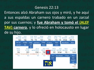 AlzoAvrahamSus
ojos
Y miroY he
aquí
esp
ald
as
traba
do
En un
zarzal
Por
sus
cuern
os
Y fueAvrahamY
tom
o
Genesis 22:13
Entonces alzó Abraham sus ojos y miró, y he aquí
a sus espaldas un carnero trabado en un zarzal
por sus cuernos; y fue Abraham y tomó el (ALEF
TAV) carnero, y lo ofreció en holocausto en lugar
de su hijo.
carnero
 