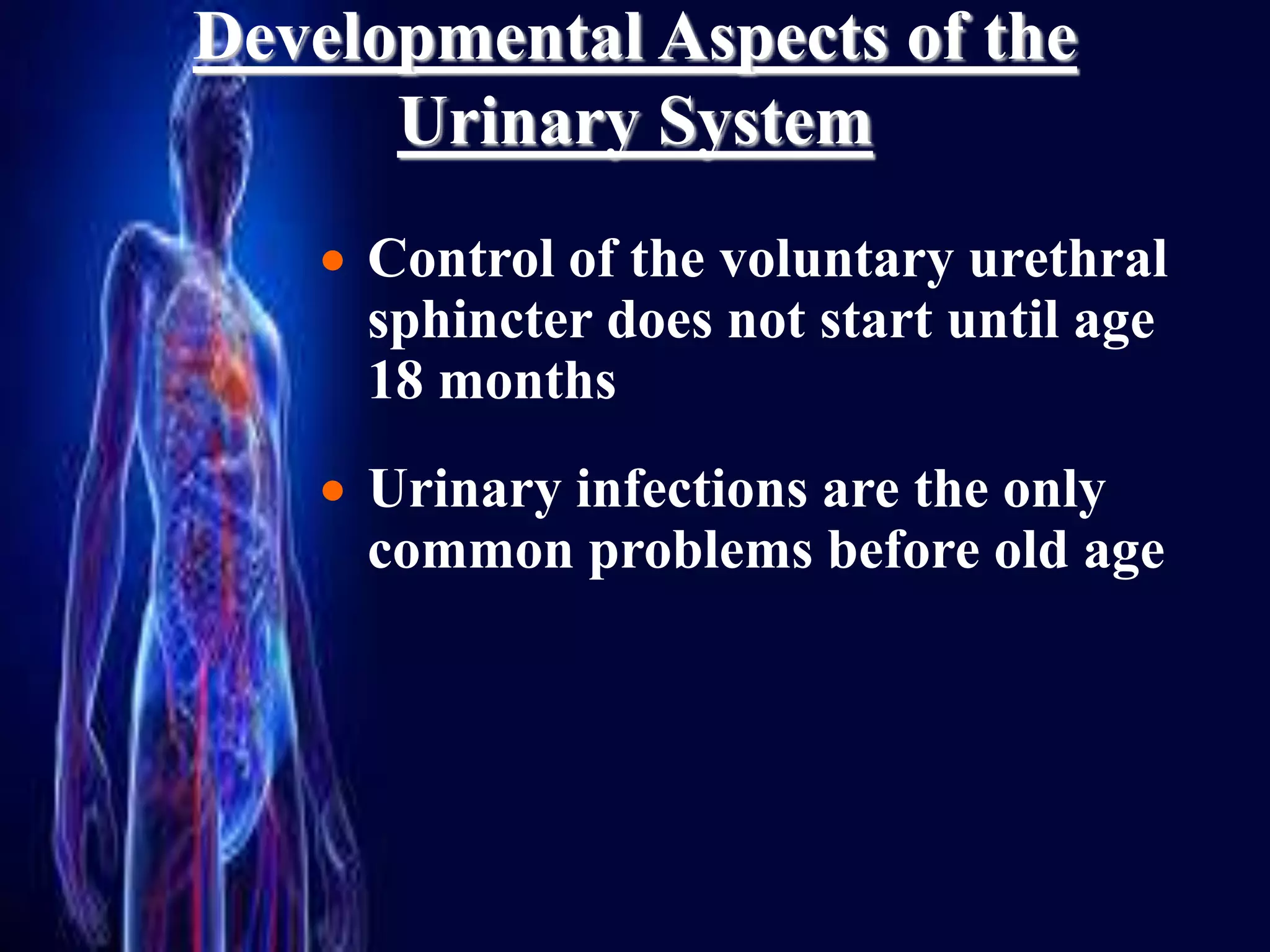 THE URINARY SYSTEM | PPT