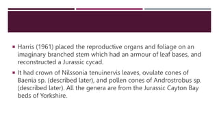 Fossil history of cycdales | PPTX
