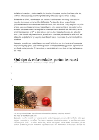tratada de inmediato y de forma efectiva, la infección puede resultar fatal. Aún más, los
víctimas infectadas requieren hospitalización y la tasa de supervivencia es baja.
Para evitar el SPHV, las heces de los ratones, los materiales del nido y los roedores
muertos tienen que ser removidos de la casa. Fumigue las áreas sospechosas
profusamente con desinfectantes antes de barrer para evitar que cualquier partícula pase
al aire. Use guantes para recoger los cadáveres y los excrementos de los roedores. Los
edificios deben ser aireados después de una infestación. No todos los roedores que son
encontrados portan el SPHV. Los ratones ciervos, las ratas algodoneras, las ratas del
arroz y los ratones de patas blancas, son los más comunes portadores de este virus. No
obstante, se debe tener precaución cuando se trata de roedores o de una infestación de
roedores.
Las ratas también son conocidas por portar el Hantavirus, un síndrome renal que causa
taquicardia y taquipnea. Las victimas pueden sentirse debilitadas y pueden experimentar
un shock cardiovascular. El Hantavirus es transmitido a través de la orina y las heces de
las ratas.
Qué tipo de enfermedades portan las ratas?
Escrito por Heather Vecchioni | Traducido por Georgina Velázquez




Las ratas pueden transmitir una variedad de enfermedades diferentes a los seres humanos.
Rat image by txori from Fotolia.com
Las ratas pueden no sólo ser una molestia, también pueden causar enfermedades a las que
entran en contacto con ellas. Las ratas a menudo invaden las casas, ya que buscan zonas
cálidas para vivir. Las ratas mastican y roen los objetos en la misma, causando graves
daños. También pueden transmitir enfermedades a los habitantes de la casa a través del
 