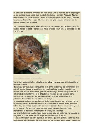 as ratas son mamíferos roedores que han vivido junto al hombre desde el principio
de los tiempos, pues sobre ellas escribió Aristóteles y también Alejandro Magno,
demostrando sus conocimientos. Viven en cualquier parte: en el campo, jardines,
basureros, alcantarillas y con el hombre en su propia casa, se alimentan de la
comida y basura de la ciudad.
Se consideran plaga por la velocidad con que se procrean, son fértiles a partir de
los tres meses de edad y tienen crías hasta 5 veces en un año. El promedio es de
8 a 12 crías.
Fotos: AFP
Los ratones pueden transmitir varias enfermedades.
Transmiten enfermedades a través de su saliva y excrementos, a continuación te
las mencionamos:
Hantavirus: El virus, que se encuentra en la orina, la saliva y los excrementos del
animal, se mezcla con la atmósfera por medio del aire o polvo. Los síntomas
iniciales son dolores musculares y fiebre. Sin embargo, el síntoma primario de la
enfermedad del hantavirus es la dificultad de respirar que es causada por la
acumulación de fluidos en los pulmoneslo que hace que se confunda con
pulmonía. Transmitida por los ratones de campo.
Leptospirosis: se transmite por la orina de las ratas, también con la heces y orina
de perros y vacas. El cuadro clínico que se presenta es similar a una gripe con
fiebre alta, escalofríos, sudoración, dolores de cabeza, dolores musculares y en la
región lumbar. En algunos casos se pasa a una segunda fase con mayor
gravedad se le denomina enfermedad de Weil y sus síntomas
son manifestaciones renales tales como niveles altos de proteínas y presencia de
sangre en la orina, lesión hepática que se manifiesta por ictericia.
Teniasis: Infestación del tubo digestivo por tenias, gusanos planos. Cada vez más
infrecuentes, al procesarse correctamente las carnes para alimentación. Las tenias
 