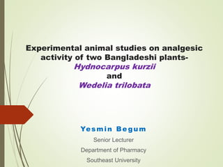 Experimental animal studies on analgesic
activity of two Bangladeshi plants-
Hydnocarpus kurzii
and
Wedelia trilobata
Yesmin Be gum
Senior Lecturer
Department of Pharmacy
Southeast University
 