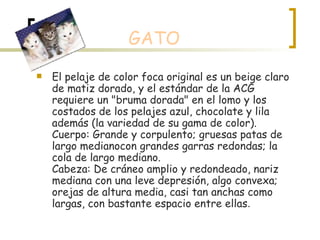GATO El pelaje de color foca original es un beige claro de matiz dorado, y el estándar de la ACG requiere un "bruma dorada" en el lomo y los costados de los pelajes azul, chocolate y lila además (la variedad de su gama de color). Cuerpo: Grande y corpulento; gruesas patas de largo medianocon grandes garras redondas; la cola de largo mediano. Cabeza: De cráneo amplio y redondeado, nariz mediana con una leve depresión, algo convexa; orejas de altura media, casi tan anchas como largas, con bastante espacio entre ellas . 