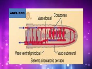 ANÉLIDOS
 