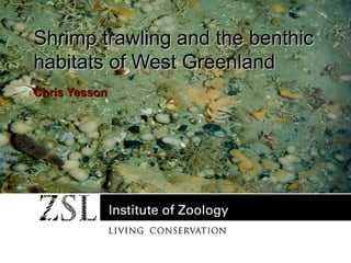 Shrimp trawling and the benthic
habitats of West Greenland
Chris Yesson

 