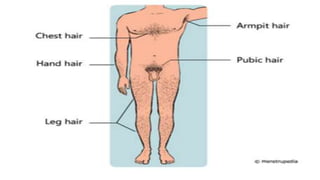 Stages And Signs Of Puberty