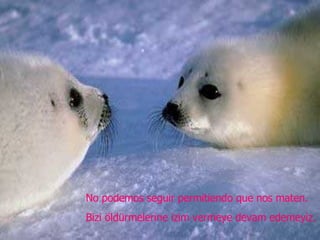 No podemos seguir permitiendo que nos maten. Bizi öldürmelerine izim vermeye devam edemeyiz. 