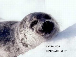 AYUDANOS. BİZE YARDIM ET. 