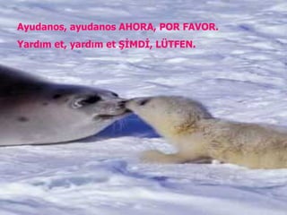 Ayudanos, ayudanos AHORA, POR FAVOR. Yardım et, yardım et ŞİMDİ, LÜTFEN. 