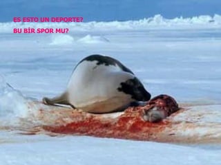 ES ESTO UN DEPORTE? BU BİR SPOR MU? 