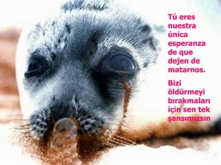 Tú eres nuestra única esperanza de que dejen de matarnos. Bizi öldürmeyi bırakmaları için sen tek şansımızsın 