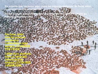 Por favor, detén esto.No podemos permanecer indiferentes a tanta barbarie. AYUDANOS POR FAVOR. Lütfen bunu durdurun, böyle bi barbarlığa tahammülümüz kalmadı.LÜTFEN BİZE YARDIM EDİN. Es urgente que hagamos algo, pues las mayores matanzas de focas están ocurriendo en estos momentos. Acilen bişeyler yapmamız lazım, fok katliyamlarının büyük bir kısmı şu anlarda gerçekleşmekte. 