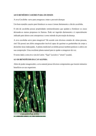 4.0 O REMÉDIO CASEIRO PARA OS OSSOS
A erva Cavalinha serve para emagrecer, tratar e prevenir doenças
Um bom remédio caseiro para fortalecer os ossos é tomar diariamente o chá de cavalinha.
O chá de cavalinha possui propriedades remineralizantes que ajudam a fortalecer os ossos
deixando-os menos propensos às fraturas. Pode ser ingerido diariamente e é especialmente
indicado para idosos com osteoporose e como método de prevenção da doença.
A erva cavalinha serve para emagrecer? De acordo com diversos estudos de várias pessoas,
sim! Ela possui um efeito emagrecedor incrível capaz de queimar as gordurinhas do corpo e
desinchar áreas indesejadas. A planta medicinal cavalinha possui também potássio e cálcio em
sua composição. Uma excelente planta natural para te ajudar a emagrecer de vez.
O nome dado a esta erva vem do Latim. “Equi” (cavalo) e “setum” (cauda).
4.1 OS BENEFÍCIOS DA CAVALINHA
Além do poder emagrecedor, a erva natural possui diversos componentes que trazem inúmeros
benefícios ao seu organismo.
 