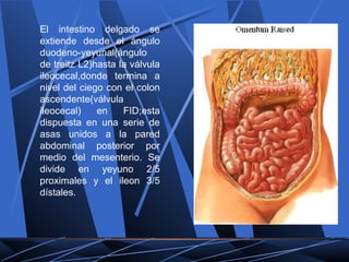 El intestino delgado se
extiende desde el ángulo
duodeno-yeyunal(ángulo
de treitz L2)hasta la válvula
ileocecal,donde termina a
nivel del ciego con el colon
ascendente(válvula
ileocecal) en FID;esta
dispuesta en una serie de
asas unidos a la pared
abdominal posterior por
medio del mesenterio. Se
divide en yeyuno 2/5
proximales y el ileon 3/5
dístales.
 