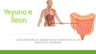 LUGAR PRINCIPAL DE ABSORCIÓN DE NUTRIENTES DE LOS
MATERIALES INGERIDOS
 