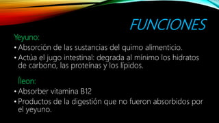 FUNCIONES
Yeyuno:
• Absorción de las sustancias del quimo alimenticio.
• Actúa el jugo intestinal: degrada al mínimo los hidratos
de carbono, las proteínas y los lípidos.
Íleon:
• Absorber vitamina B12
• Productos de la digestión que no fueron absorbidos por
el yeyuno.
 