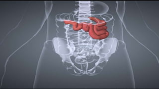 Ileon Netboot YEYUNO E ILEON ANATOMIA | PPTX