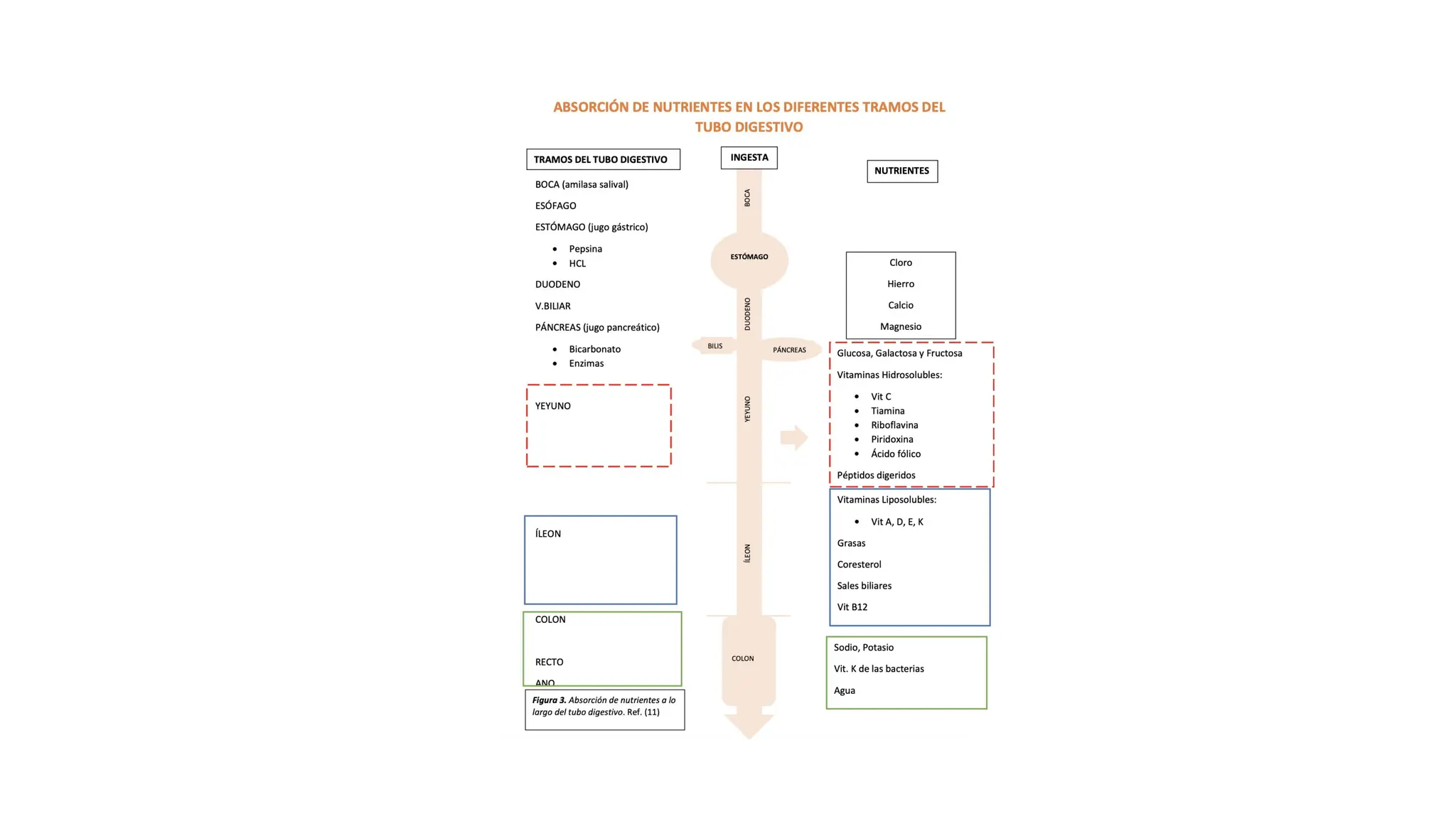YEYUNO E ILEON, ANATOMIA, RELACIONES, IRRIGACION, INERVACION. | PPTX