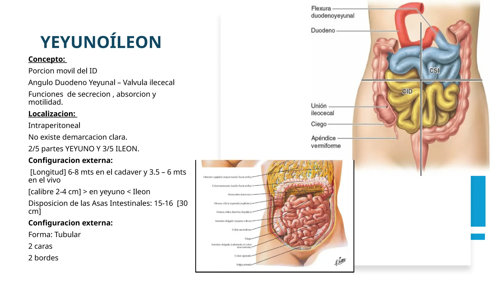 Ileon Netboot YEYUNO E ILEON, ANATOMIA, RELACIONES, IRRIGACION, INERVACION. | PPTX
