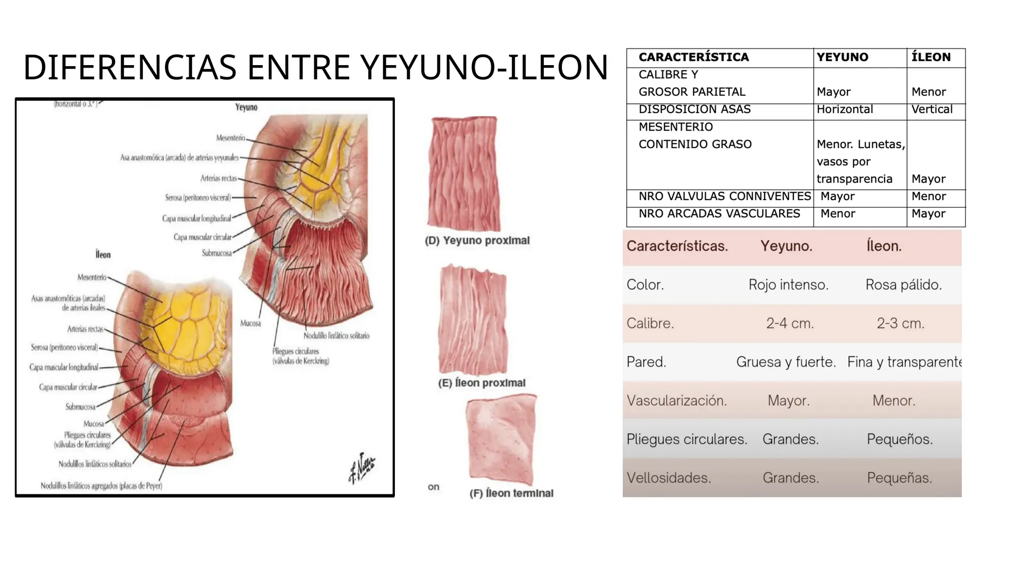 Ileon Netboot YEYUNO E ILEON, ANATOMIA, RELACIONES, IRRIGACION, INERVACION. | PPTX