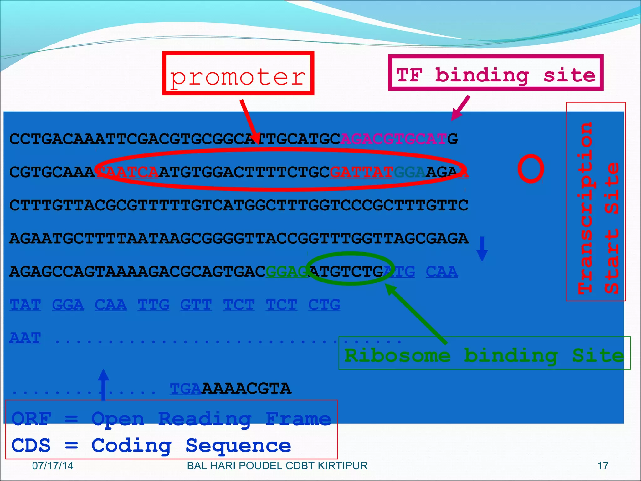 17
CCTGACAAATTCGACGTGCGGCATTGCATGCAGACGTGCATG
CGTGCAAATAATCAATGTGGACTTTTCTGCGATTATGGAAGAA
CTTTGTTACGCGTTTTTGTCATGGCTTTGGTCCCGCTTTGTTC
AGAATGCTTTTAATAAGCGGGGTTACCGGTTTGGTTAGCGAGA
AGAGCCAGTAAAAGACGCAGTGACGGAGATGTCTGATG CAA
TAT GGA CAA TTG GTT TCT TCT CTG
AAT .................................
.............. TGAAAAACGTA
TF binding sitepromoter
Ribosome binding Site
ORF = Open Reading Frame
CDS = Coding Sequence
Transcription
StartSite
07/17/14 BAL HARI POUDEL CDBT KIRTIPUR
 