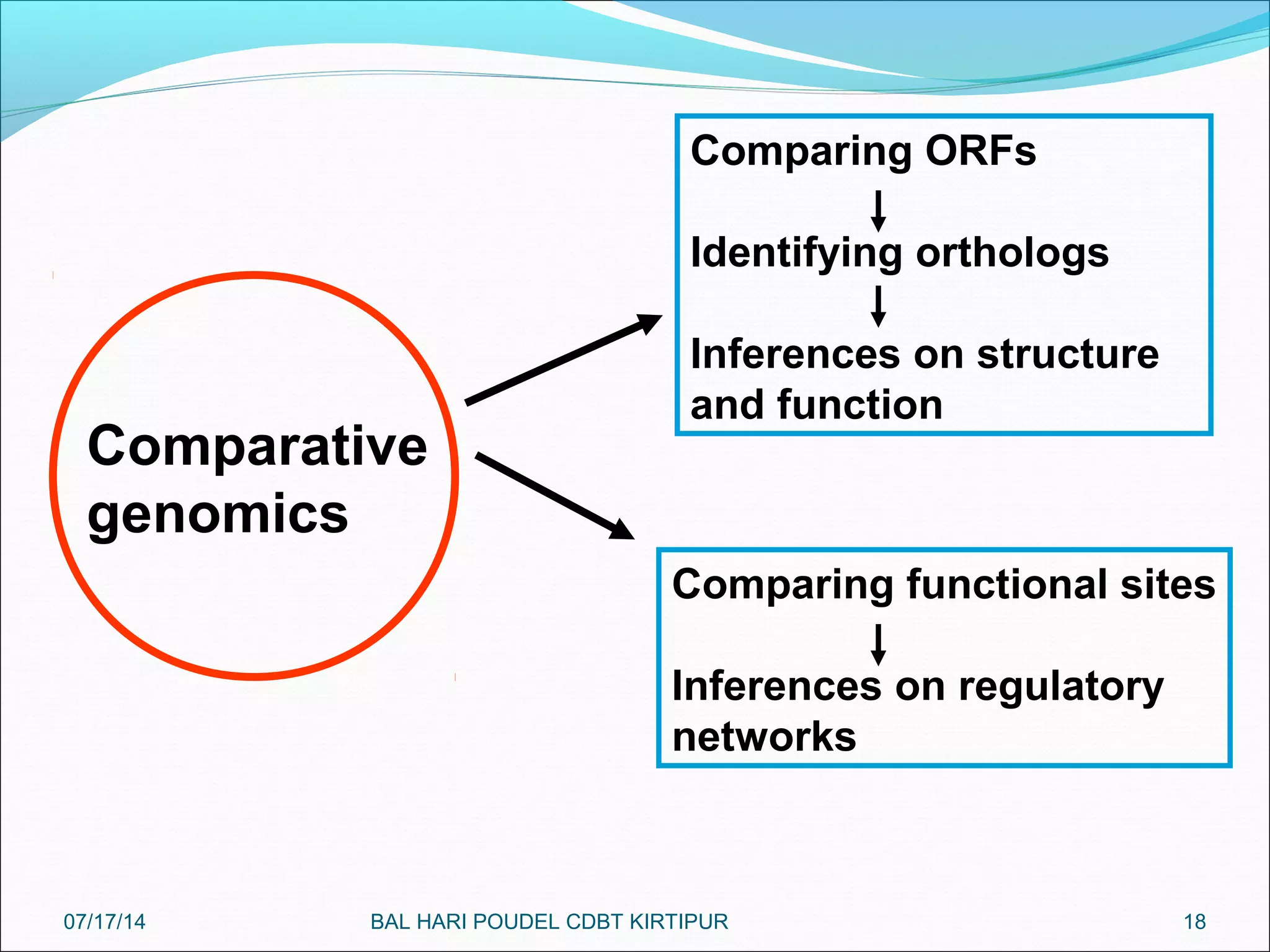 18
Comparative
genomics
Comparing ORFs
Identifying orthologs
Inferences on structure
and function
Comparing functional sites
Inferences on regulatory
networks
07/17/14 BAL HARI POUDEL CDBT KIRTIPUR
 