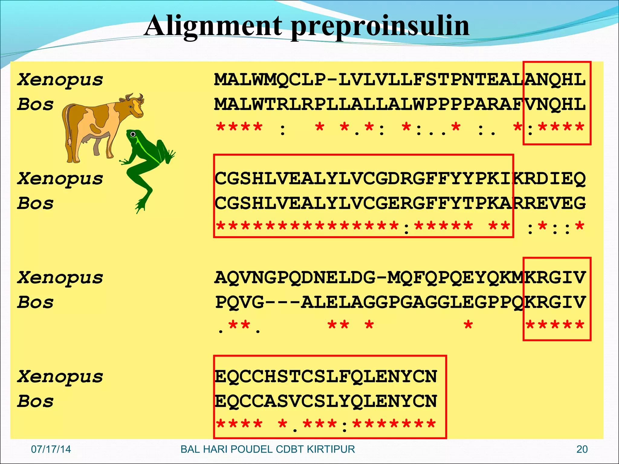 20
Xenopus MALWMQCLP-LVLVLLFSTPNTEALANQHL
Bos MALWTRLRPLLALLALWPPPPARAFVNQHL
**** : * *.*: *:..* :. *:****
Xenopus CGSHLVEALYLVCGDRGFFYYPKIKRDIEQ
Bos CGSHLVEALYLVCGERGFFYTPKARREVEG
***************:***** ** :*::*
Xenopus AQVNGPQDNELDG-MQFQPQEYQKMKRGIV
Bos PQVG---ALELAGGPGAGGLEGPPQKRGIV
.**. ** * * *****
Xenopus EQCCHSTCSLFQLENYCN
Bos EQCCASVCSLYQLENYCN
**** *.***:*******
Alignment preproinsulin
07/17/14 BAL HARI POUDEL CDBT KIRTIPUR
 