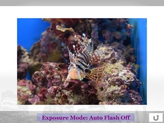 Exposure Mode: Auto Flash Off 
 